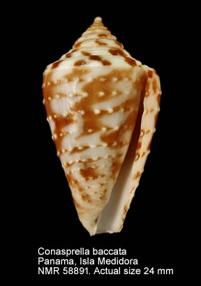 Conasprella baccata.jpg - Conasprella baccata(G.B.Sowerby,1877)